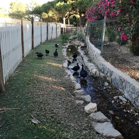 Quinta - Limao