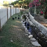 Quinta - Limao